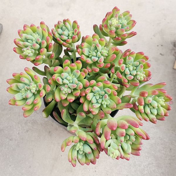 true flowers cactus succulent flower indoor sedum plant vivid succulent decor plant landscape flower arrangement garden planting