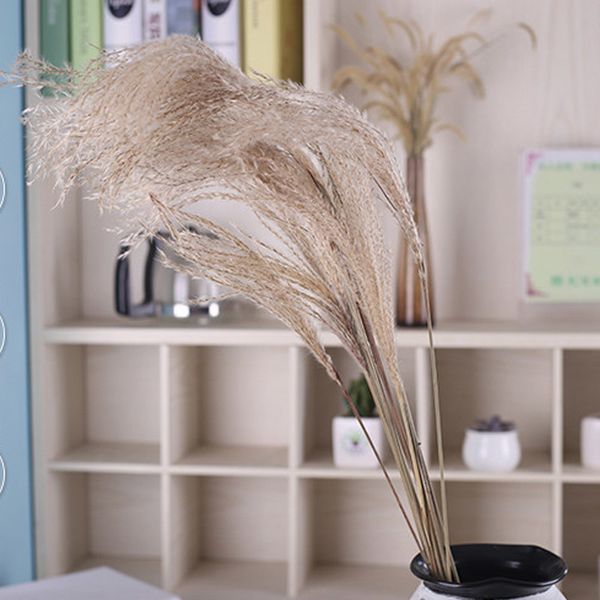 50pcs/1 bouquet natural dried flowers wheat pampas grass reed flower large wedding modern home artificial decorations q1215
50pcs/1 bouquet natural dried flowers wheat pampas grass reed flower large wedding modern home artificial decorations q1215