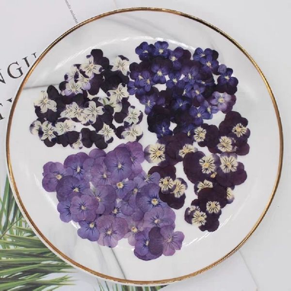 60pcs pressed dried viola tricolor l pansy flower plant herbarium for jewelry postcard bookmark invatation card diy making 1022
60pcs pressed dried viola tricolor l pansy flower plant herbarium for jewelry postcard bookmark invatation card diy making 1022