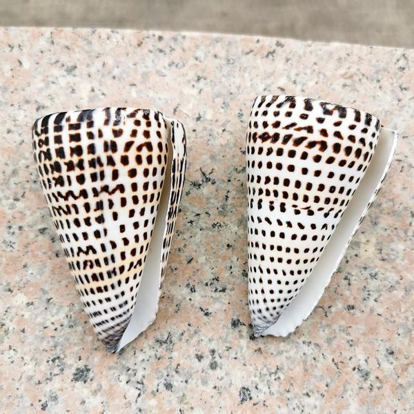 natural conch corn buckskin conch seashells specimen nautical home decor collectibles beach wedding aquarium landscape decor h jllkkx
natural conch corn buckskin conch seashells specimen nautical home decor collectibles beach wedding aquarium landscape decor h jllkkx