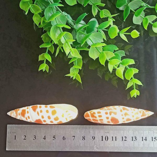1pc natural shell conch carp pen conch specimen nautical home decor snail seashells collectibles beach wedding decoration h bbyvux
1pc natural shell conch carp pen conch specimen nautical home decor snail seashells collectibles beach wedding decoration h bbyvux
