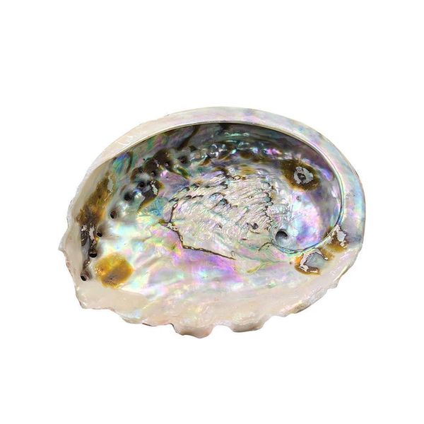 11 12cm seashells natural abalone shells ocean home decor diy nautical wedding decoration soap holder shell for jewelry making h jllsjx
11 12cm seashells natural abalone shells ocean home decor diy nautical wedding decoration soap holder shell for jewelry making h jllsjx