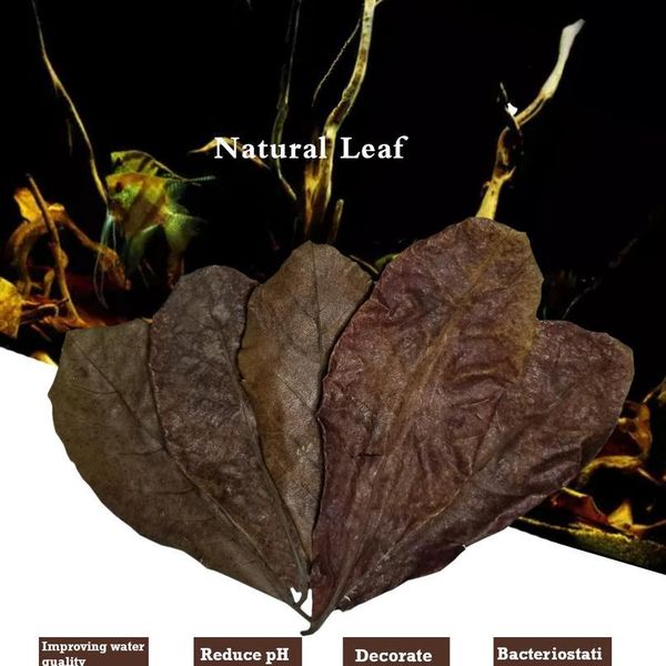 200g grade a natural terminalia catappa foetida leaves island almond leaf fish cleaning/treatment aquarium tank jlliax
200g grade a natural terminalia catappa foetida leaves island almond leaf fish cleaning/treatment aquarium tank jlliax