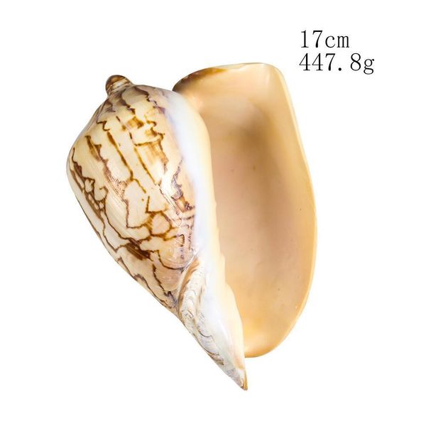 13 16cm natural scenic conch landscape painting stripes snail seashells specimens wedding coastal home decor aquarium decoration h jllfbv
13 16cm natural scenic conch landscape painting stripes snail seashells specimens wedding coastal home decor aquarium decoration h jllfbv