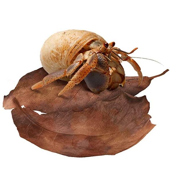 10g 20g 30g 40g 50g fish tank grade a terminalia catappa foetida leaves island almond leaf crystal shrimp improve water bbyfjm
10g 20g 30g 40g 50g fish tank grade a terminalia catappa foetida leaves island almond leaf crystal shrimp improve water bbyfjm