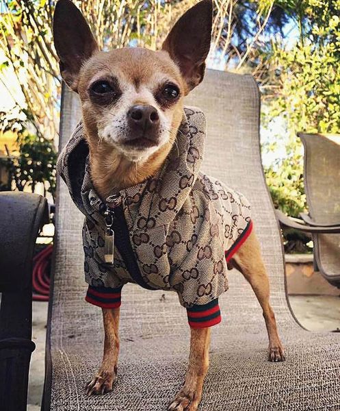 luxury dog clothes winter fashion dog jacket classic designer pet clothes coat french bulldog teddy chihuahua pug puppy clothes 201026
luxury dog clothes winter fashion dog jacket classic designer pet clothes coat french bulldog teddy chihuahua pug puppy clothes 201026