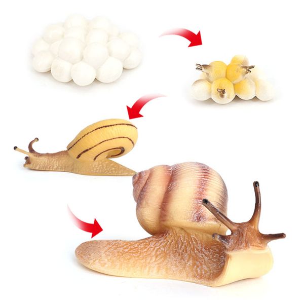 lifelike growth cycle snail models life cycle insect figure toys education biology science toys
lifelike growth cycle snail models life cycle insect figure toys education biology science toys