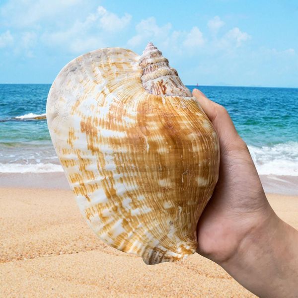 14 16cm natural large ear conch snail seashells craft collectibles wedding nautical home decor fish ornament aquarium decoration h jllpvr
14 16cm natural large ear conch snail seashells craft collectibles wedding nautical home decor fish ornament aquarium decoration h jllpvr