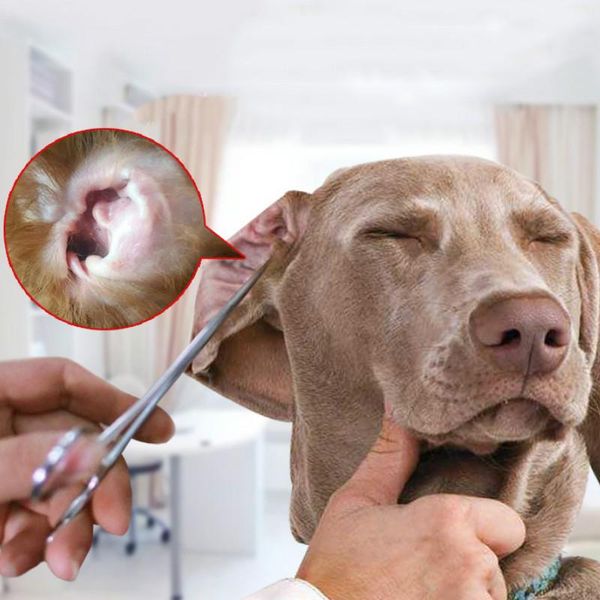 аксессуары для собак чистые уши волос pet очистка щипцы pet cat собак гемостаза машинка для стрижки волос чистки уха elbow зоосалон принадле
аксессуары для собак чистые уши волос pet очистка щипцы pet cat собак гемостаза машинка для стрижки волос чистки уха elbow зоосалон принадле