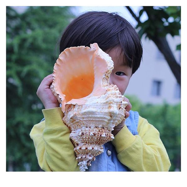 home furnishing 1pcs marine sea decoration 10-25cm big conch natural ornaments shell wedding/festival/party decorat jllhvs
home furnishing 1pcs marine sea decoration 10-25cm big conch natural ornaments shell wedding/festival/party decorat jllhvs