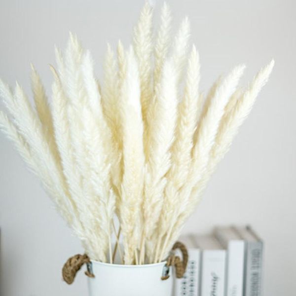 15pcs dried flower pampas grass bunch 60cm pampas boho decor natural plants easter spring living room decoration wedding
15pcs dried flower pampas grass bunch 60cm pampas boho decor natural plants easter spring living room decoration wedding