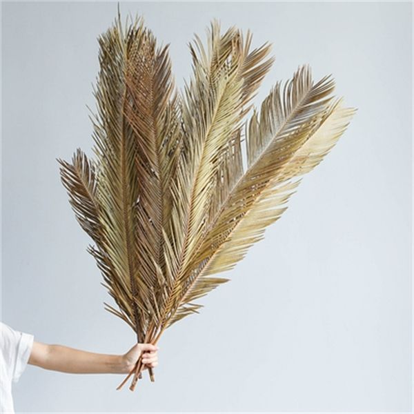5pcs/lot dried flower fruticose dracaen lea large size wedding decoration new trendy fashion wholesale q1215
5pcs/lot dried flower fruticose dracaen lea large size wedding decoration new trendy fashion wholesale q1215