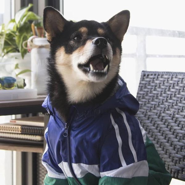 inu shiba windbreaker fashion dog outdoor jacket waterproof raincoat clothes pet puppy coat for small medium dogs tpc20
inu shiba windbreaker fashion dog outdoor jacket waterproof raincoat clothes pet puppy coat for small medium dogs tpc20