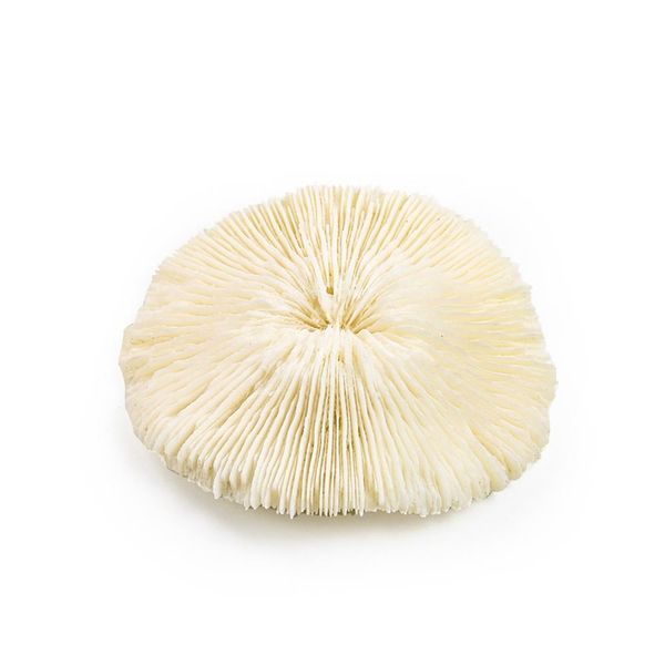 white coral sea round mushroom coral natural artifical fish aquatic pet supplies aquarium landscape tank ornaments 8 to 10cm h jllnsb
white coral sea round mushroom coral natural artifical fish aquatic pet supplies aquarium landscape tank ornaments 8 to 10cm h jllnsb