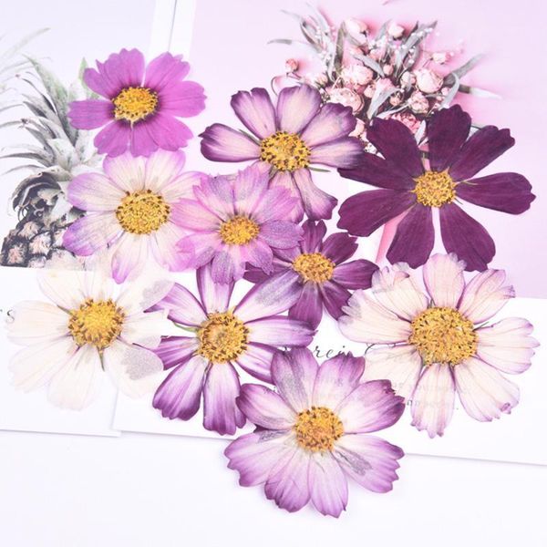 5pcs/bag cosmos gesang flower dried flower embossing valentine's day handmade gift diy drip plastic phone case material1
5pcs/bag cosmos gesang flower dried flower embossing valentine's day handmade gift diy drip plastic phone case material1