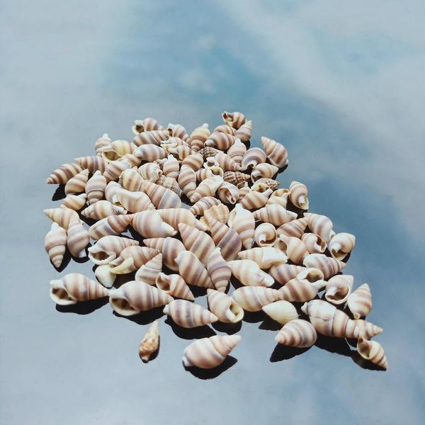 100pcs natural conch shell nautical home decor mini striped snail specimen beach wedding decoration aquarium fish tank landscape h jllkcb
100pcs natural conch shell nautical home decor mini striped snail specimen beach wedding decoration aquarium fish tank landscape h jllkcb