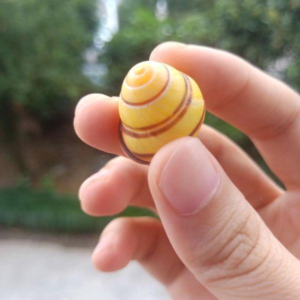 5pcs gold conch lucky seashells natural snail seashell specimen aquarium decoration space nautical home decor accessories h bbyutw
5pcs gold conch lucky seashells natural snail seashell specimen aquarium decoration space nautical home decor accessories h bbyutw
