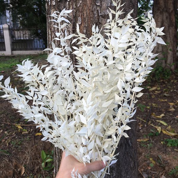 dried flower 50g/20-35cm natural leaves branch , floral arrangement art home wedding party decoration ,diy immortal bouquet 1022
dried flower 50g/20-35cm natural leaves branch , floral arrangement art home wedding party decoration ,diy immortal bouquet 1022