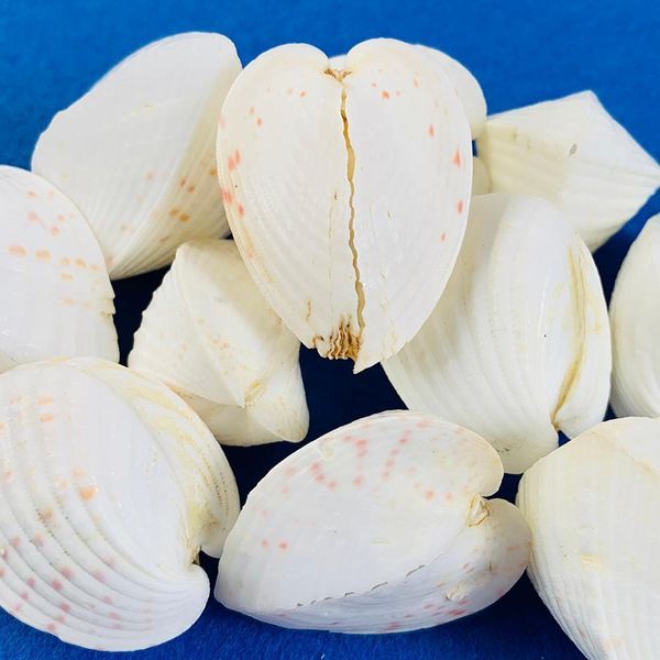 scallop sea shells ocean beach clam seashells craft charms 35 мм свеча украшения домашняя вечеринка свадебный декор рыбный бак ваза наполнит
scallop sea shells ocean beach clam seashells craft charms 35 мм свеча украшения домашняя вечеринка свадебный декор рыбный бак ваза наполнит