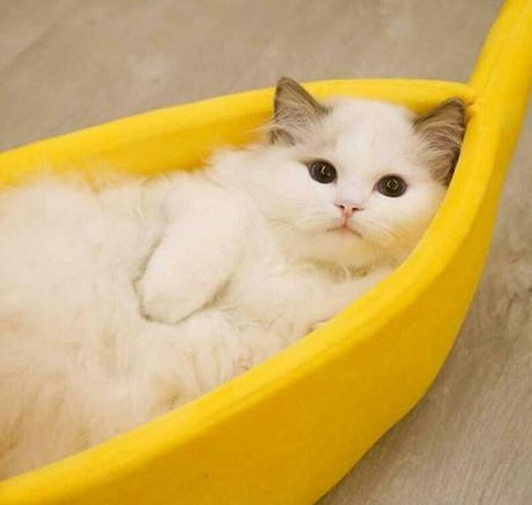 warm pet dog cat bed nest banana peel shape warm plush fleece fluffy home bed cute bbyjdv cxj_love
warm pet dog cat bed nest banana peel shape warm plush fleece fluffy home bed cute bbyjdv cxj_love