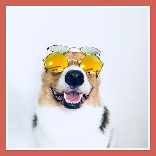 medium large dog glasses fashion eye-wear pet sunglasses for cats pets grooming pet products dog accessories supplies mascotas wmtuqq
medium large dog glasses fashion eye-wear pet sunglasses for cats pets grooming pet products dog accessories supplies mascotas wmtuqq