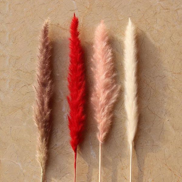 30pcs bulrush natural pampas grass phragmites reed home decor pgraphy props diy dried flower bouquet flower arrangement
30pcs bulrush natural pampas grass phragmites reed home decor pgraphy props diy dried flower bouquet flower arrangement