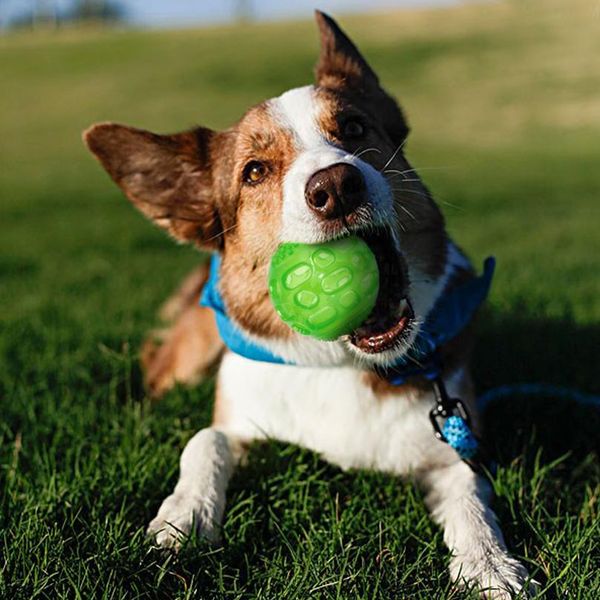 durable dog toys interactive cotton rope pet puppy dog toy chew ball squeaky bite resistant toys for small large dogs sqcpmt
durable dog toys interactive cotton rope pet puppy dog toy chew ball squeaky bite resistant toys for small large dogs sqcpmt