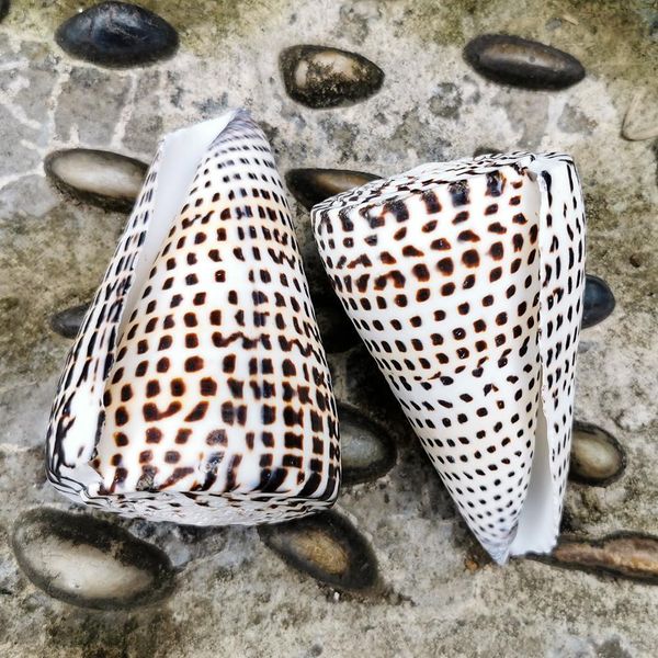 natural conch corn buckskin conch seashells specimen nautical home decor collectibles beach wedding aquarium landscape decor h jlllgu
natural conch corn buckskin conch seashells specimen nautical home decor collectibles beach wedding aquarium landscape decor h jlllgu