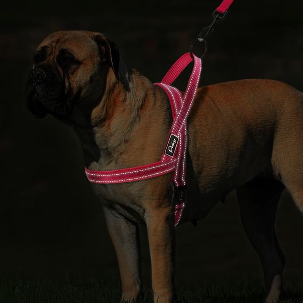 no pull reflective dog harness leash set pet vest lead for small meduim large dogs perfect for daily training walki bbyewi
no pull reflective dog harness leash set pet vest lead for small meduim large dogs perfect for daily training walki bbyewi