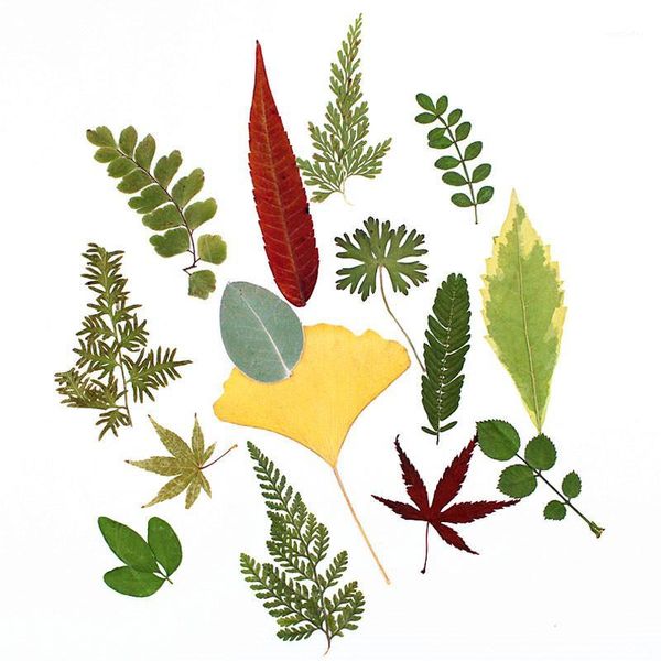 decorative flowers & wreaths leaf collection party supplies dry flower for po frame ornaments 1 lot/10bags(150pcs)1
decorative flowers & wreaths leaf collection party supplies dry flower for po frame ornaments 1 lot/10bags(150pcs)1