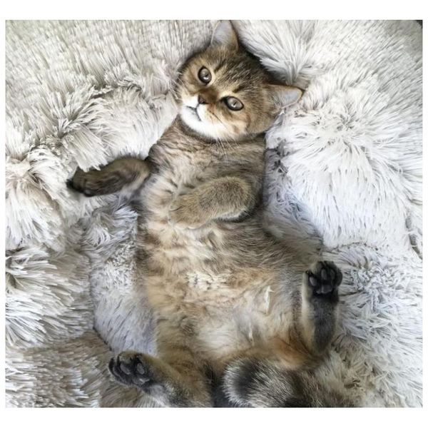 small50cm long plush super soft pet bed kennel dog round cat winter warm sleeping bag puppy cushion mat po wmtyuu new_dhbest
small50cm long plush super soft pet bed kennel dog round cat winter warm sleeping bag puppy cushion mat po wmtyuu new_dhbest