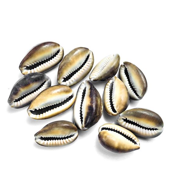 5pcs snow mountain conch shells collection specimen natural conch seashell crafts home aquarium decoration diy jewelry making h jllcic
5pcs snow mountain conch shells collection specimen natural conch seashell crafts home aquarium decoration diy jewelry making h jllcic