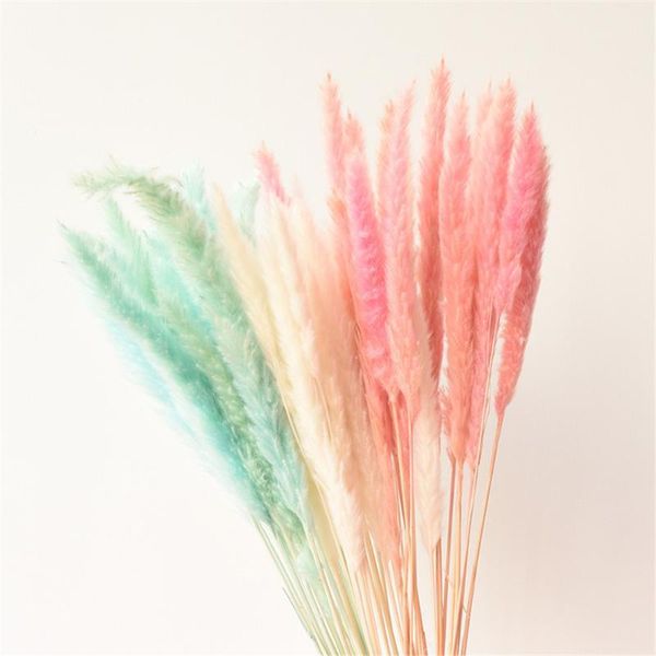 natural dried pampas grass pink/white/yellow color tail grass dry bouquet phragmites wedding flowers bunch for home decor1
natural dried pampas grass pink/white/yellow color tail grass dry bouquet phragmites wedding flowers bunch for home decor1