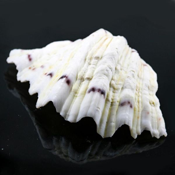 organic material nautical home decor clam shells storage diy soap box decor crafts shells for jewelry making beach ornaments h bbyrrs
organic material nautical home decor clam shells storage diy soap box decor crafts shells for jewelry making beach ornaments h bbyrrs