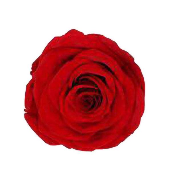preserved flower immortal rose flower 5-6cm diy eternal life valentine wedding material level b 6pcs / box
preserved flower immortal rose flower 5-6cm diy eternal life valentine wedding material level b 6pcs / box
