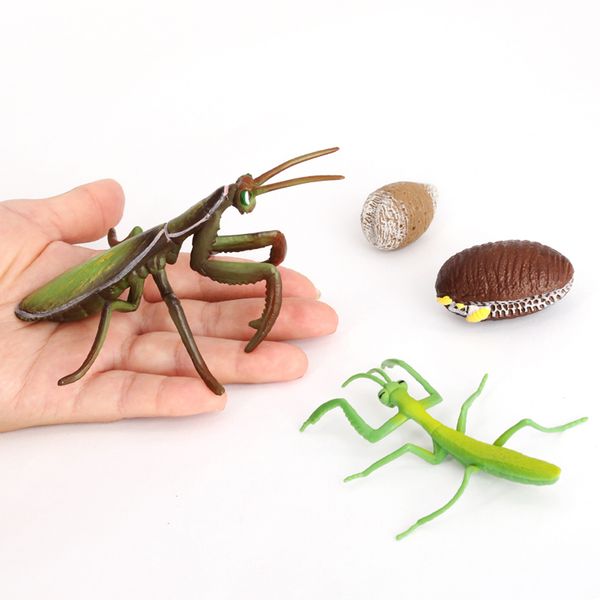 collection - realistic life cycle of a mantis set - 4 separate pieces in set - non-toxic and plastic for teaching educational ages 3
collection - realistic life cycle of a mantis set - 4 separate pieces in set - non-toxic and plastic for teaching educational ages 3