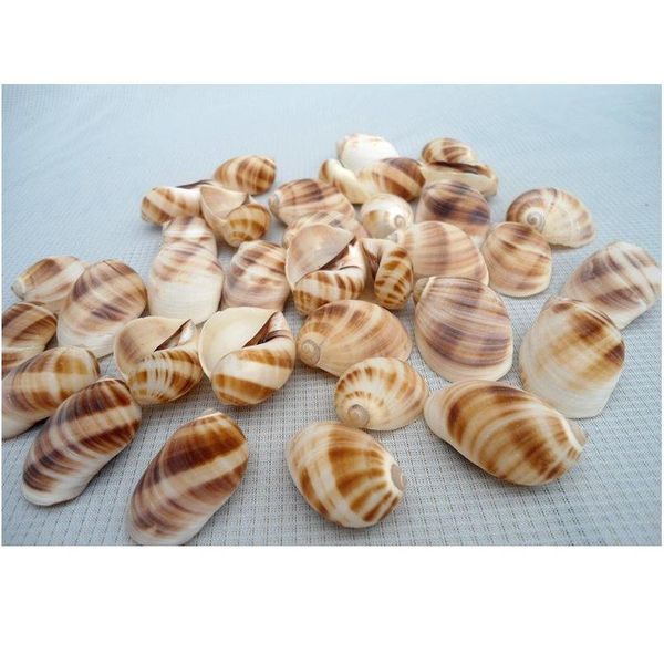 happykiss 10pcs natural ornament conch shells cat's eye screw the mediterranean home decoration aquariu jllkte
happykiss 10pcs natural ornament conch shells cat's eye screw the mediterranean home decoration aquariu jllkte