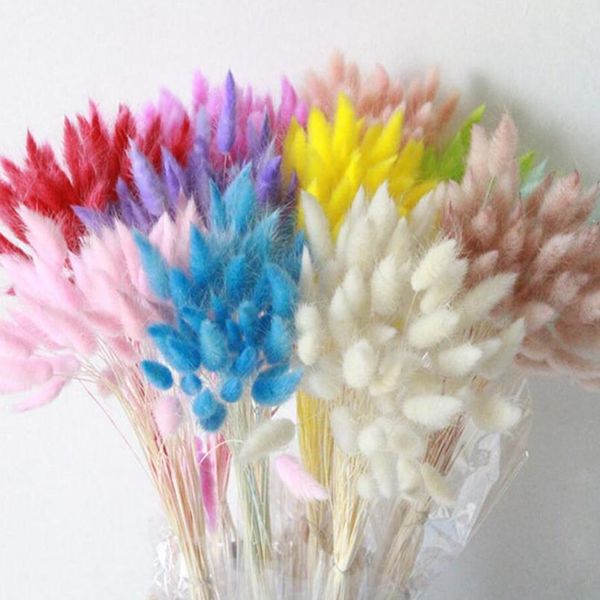 30pcs gradient lagurus ovatus natural dried flowers bouquet diy wedding home christmas decoration rabbit tail grass real jllnld
30pcs gradient lagurus ovatus natural dried flowers bouquet diy wedding home christmas decoration rabbit tail grass real jllnld