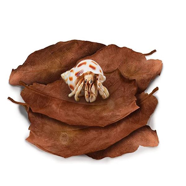 10g 20g 30g 40g 50g fish tank grade a terminalia catappa foetida leaves island almond leaf crystal shrimp improve water bbyvxs
10g 20g 30g 40g 50g fish tank grade a terminalia catappa foetida leaves island almond leaf crystal shrimp improve water bbyvxs
