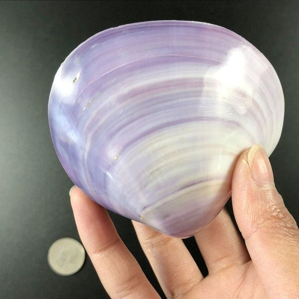 1pc 6 8cm 3d natural purple sea shell beach decor seashell fish tank aquarium diy nautical home decor shells for jewelry making h jllkry
1pc 6 8cm 3d natural purple sea shell beach decor seashell fish tank aquarium diy nautical home decor shells for jewelry making h jllkry