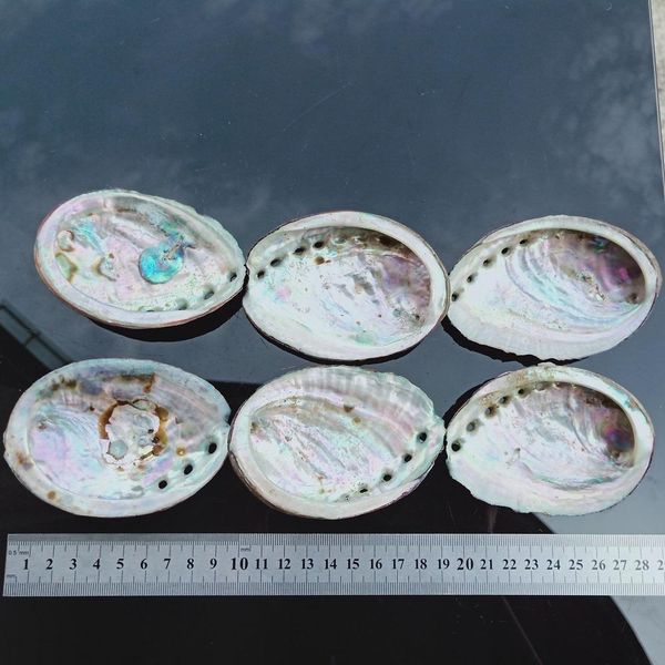 8 10cm abalone shell natural seashell nautical home decor soap dish beach wedding decoration specimen aquarium landscape h jllvkf
8 10cm abalone shell natural seashell nautical home decor soap dish beach wedding decoration specimen aquarium landscape h jllvkf