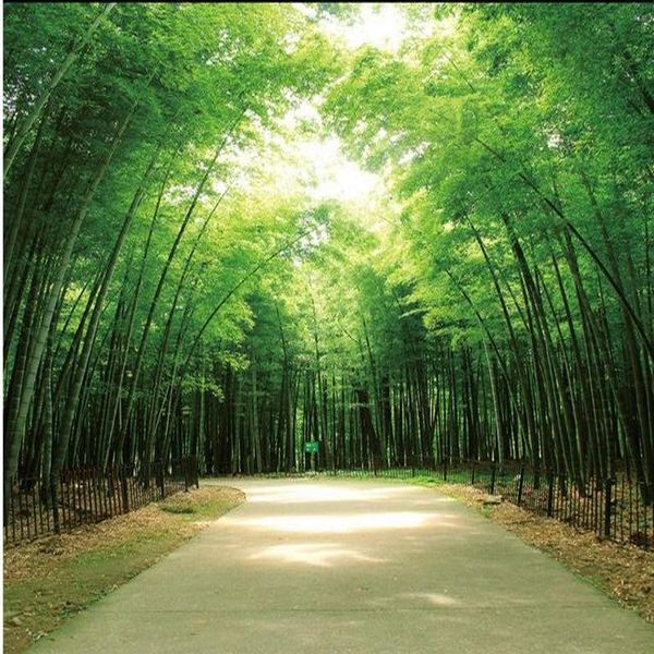wallpapers dropship custom size po large-scale wall painting sofa tv background 3d stereo green bamboo forest road wallpaper mural
wallpapers dropship custom size po large-scale wall painting sofa tv background 3d stereo green bamboo forest road wallpaper mural