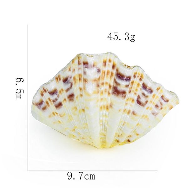 8 12cm natural clam shells lotus seashell aquarium decoration specimen nautical home decor craft jewelry tray fish tank ornament h jllpra
8 12cm natural clam shells lotus seashell aquarium decoration specimen nautical home decor craft jewelry tray fish tank ornament h jllpra
