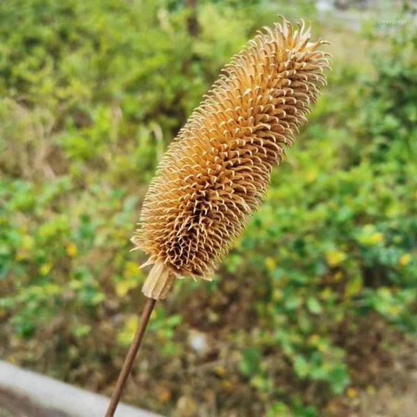 2pcs,nature dried flower teasel bunch,diy real eternal rose life,wedding home decoration accessories,display flower bouquet1
2pcs,nature dried flower teasel bunch,diy real eternal rose life,wedding home decoration accessories,display flower bouquet1