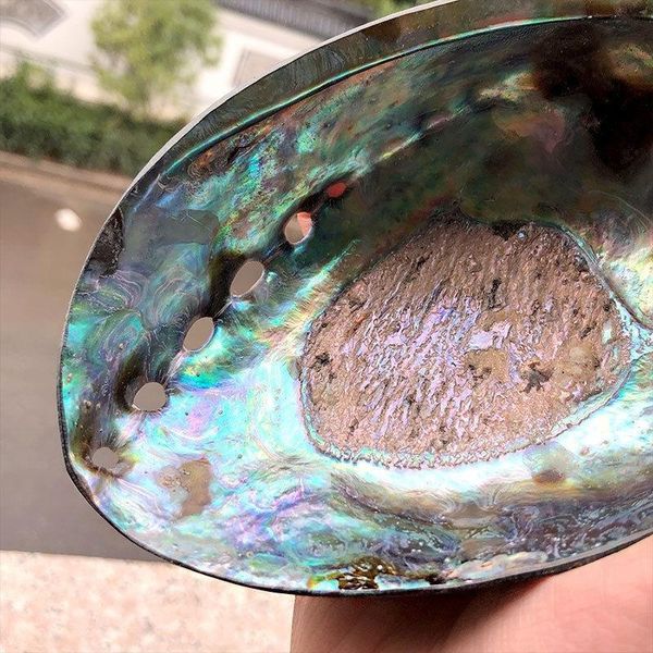 12 14cm polished natural abalone shells seashell home landscape aquarium decor soap holder craft handmade pacific h jlltey
12 14cm polished natural abalone shells seashell home landscape aquarium decor soap holder craft handmade pacific h jlltey