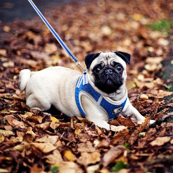 reflective nylon mesh dog harness and leash set breathable pet dog harness vest lead leash for small med wmtysx
reflective nylon mesh dog harness and leash set breathable pet dog harness vest lead leash for small med wmtysx