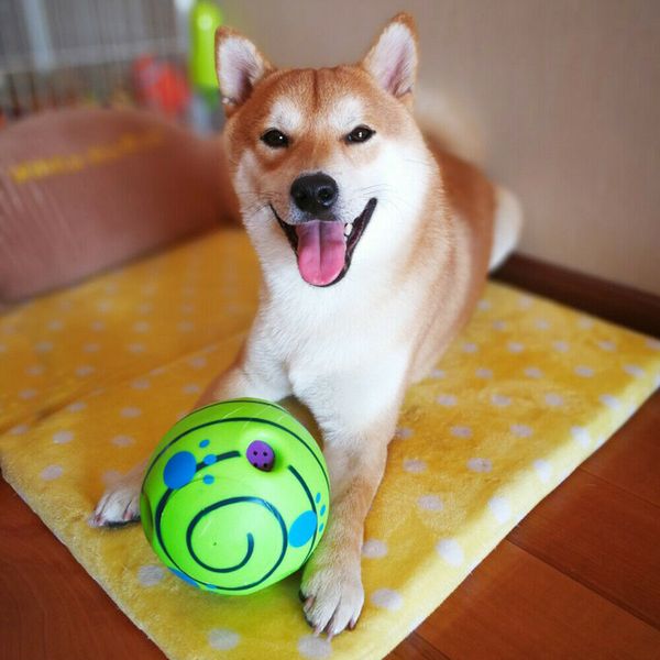 3pcs wobble squeaky ball with funny giggle sounds interactive dog toys make noisies pet playing & training for small puppies, medium large
3pcs wobble squeaky ball with funny giggle sounds interactive dog toys make noisies pet playing & training for small puppies, medium large