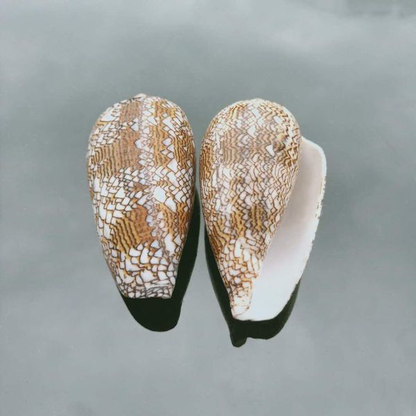 6 7cm natural vase snail conch seashell nautical home beach wedding decoration specimen collectible fish tank aquarium decor h bbyxmh 
6 7cm natural vase snail conch seashell nautical home beach wedding decoration specimen collectible fish tank aquarium decor h bbyxmh