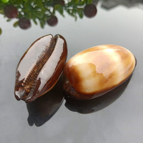 2pcs wine barrel snail sea shells conch nautical home decor specimen beach wedding decorations diy fish tank aquarium landscape h jllula
2pcs wine barrel snail sea shells conch nautical home decor specimen beach wedding decorations diy fish tank aquarium landscape h jllula