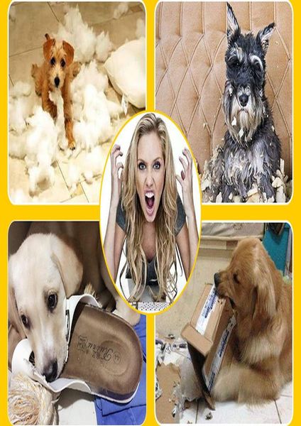 2pcs бал giant теннисный мяч pet chew игрушка большой надувной теннисный мяч signature supplies cricket dog trainer wmtzrk otsweet
2pcs бал giant теннисный мяч pet chew игрушка большой надувной теннисный мяч signature supplies cricket dog trainer wmtzrk otsweet